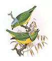 Gelbbrauen-Organistaus Philip Lutley Sclater: Exotic Ornithology,1869