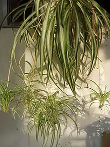 Grünlilie mit vielen Jungpflanzen