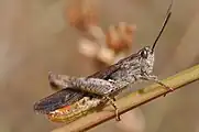 Stridulierendes Männchen