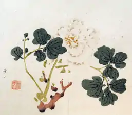 Chrysantheme