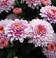 Aus Chrysanthemum indicum wurde das Glucosid erstmals isoliert