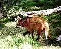 Mähnenwolf (Chrysocyon brachyurus)