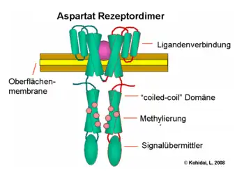 Aspartat Rezeptordimer