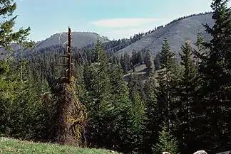 Chumstick Mountain Summit von einem Zugangsweg aus
