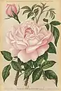'Clara Cochet', 1866