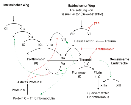 Schematischer Ablauf der plasmatischen Blutgerinnung.