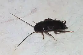 Orientalische Schabe25–30&nbsp;mmdunkelbraun bis schwarz;♀ Flügel unterentwickelt,♂ ca.&nbsp;¾ des Hinterleibs bedeckt