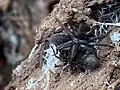 Paarung zweier Bodentrichterspinnen, das Männchen befindet sich über dem Weibchen.