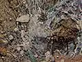 Weibliche Bodentrichterspinne mit Nachkommen