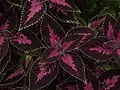 Buntnessel (Solenostemon scutellarioides-Hybriden, Syn.: Coleus blumei-Hybriden), einfach zu pflegende Zierpflanze