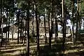 Ruine der Zisterzienserabtei