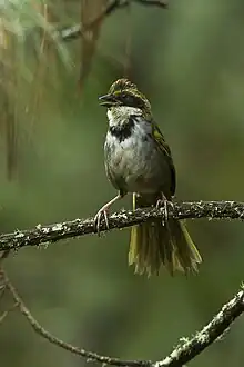 Halsband-Grundammer (Pipilo ocai)