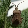Coreus marginatus hat zwischen den Fühlern zwei kleine Vorsprünge, bekannt als antenniferöse Tuberkel, die verwendet werden können, um diese Art von anderen oberflächlich ähnlichen Arten zu unterscheiden