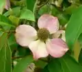 Vier auffällige Hochblätter an der Basis des grünlichen, doldigen Blütenstands übernehmen bei Benthams Hartriegel (Cornus capitata) die Schaufunktion