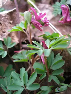 Mittlerer Lerchensporn