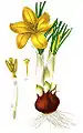 Abbildung aus der Deutschlands Flora in Abbildungen