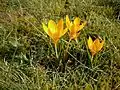 Crocus flavus subsp. flavus