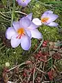 Innenseite der Blume
