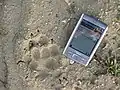 CyberTracker beim Wolfsmonitoring