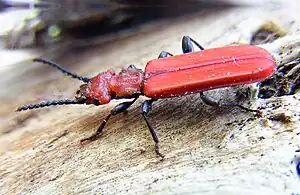 Scharlachroter Plattkäfer