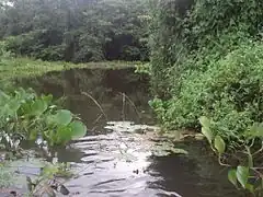 Nebenflüsse: Rio Cuiabá im Mato Grosso,