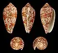 Conus textile