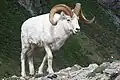 Dall-Schaf (Ovis dalli), auch Alaska-Schneeschaf