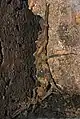 Pärchen im Versteck