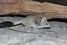 Doppelkamm-Beutelmaus