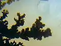 Moos- bzw. Dendritenachat