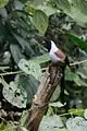 Maskenbaumelster (D.&nbsp;frontalis)