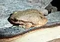 Litoria rubella