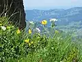 Blumen am Gipfelgrat