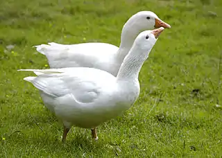 Diepholzer Gans und Ganter