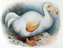 Die Zeichnung eines Dodos