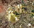 Dreiflüglige „Flügelkapsel“ von Dodonaea coriacea