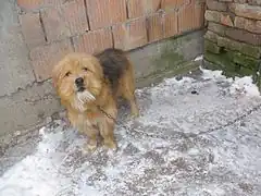 Ein Kettenhund