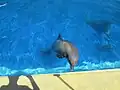 Delfin