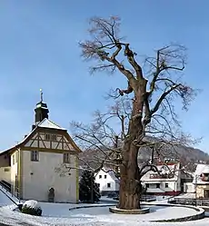 Dorflinde in Haselbach, 7,3&nbsp;m Stammumfang (2010)