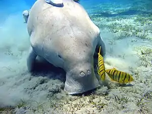 Dugong in der Bucht von Marsa Murena