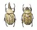 Dynastes granti