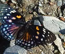 Weibchen (dunkle Form)