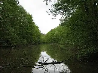 Eckbachweiher, Blick bachabwärts