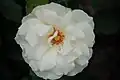 ‘Edelweiss’, Poulsen, 1969