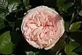 ‘Eden-Rose’, Meilland, 1985