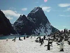 Elephant Island, Point&nbsp;Wild
