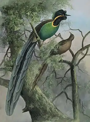 Astrapia rothschildi, Papua New Guinea
