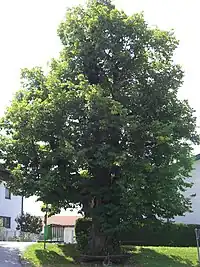 Linde beim Feuerwehrhaus
