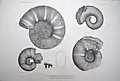 Tafel X: 1)&nbsp;Lytoceras puezanum, 2)&nbsp;Pachydiscus Neumayri, 3)&nbsp;Pachydiscus Neumayri, 4)&nbsp;Pachydiscus Neumayri