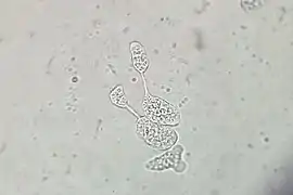 E. histolytica, Zellteilung (vgl. E.&nbsp;invadens)